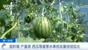 西安吃瓜群众免费吃瓜吗,免费瓜果盛宴，你来了吗？